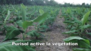 PLANTATION DE BANANE